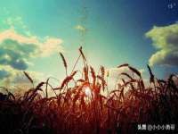 义乌市筱杵贸易商行