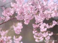 义乌市筱杵贸易商行