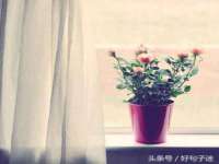 义乌市筱杵贸易商行