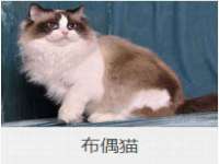 义乌市筱杵贸易商行