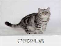 义乌市筱杵贸易商行