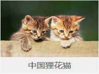 义乌市筱杵贸易商行