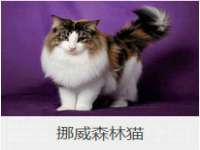 义乌市筱杵贸易商行
