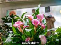 义乌市筱杵贸易商行