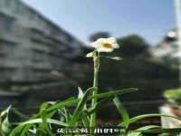 义乌市筱杵贸易商行