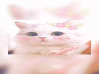 义乌市筱杵贸易商行