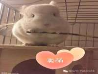 义乌市筱杵贸易商行