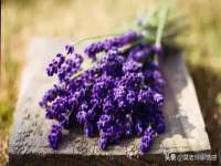 义乌市筱杵贸易商行