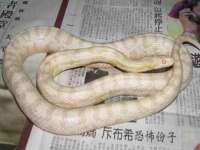 义乌市筱杵贸易商行